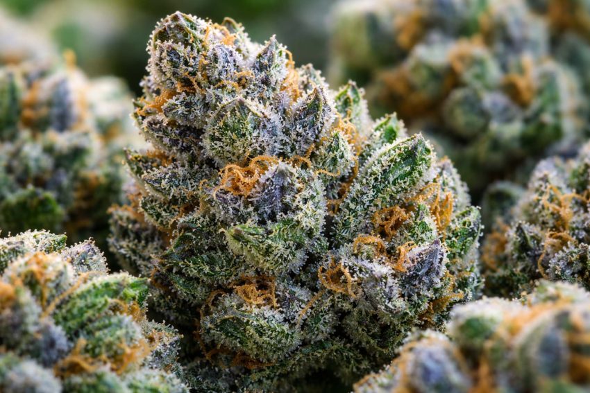 Affordable THCA Flower Options Supporting Better Value For Regular Buyers