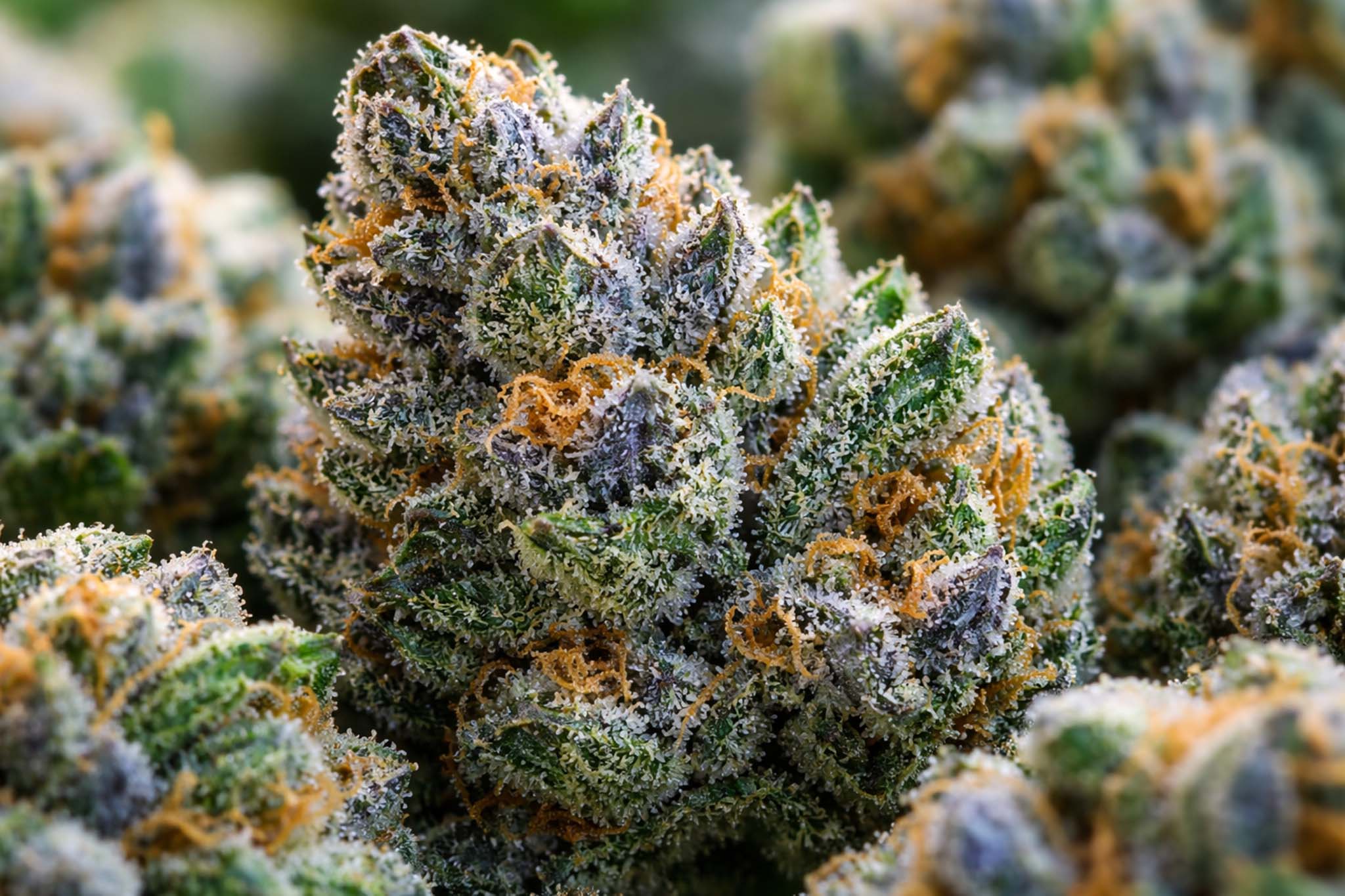 Affordable THCA Flower Options Supporting Better Value For Regular Buyers